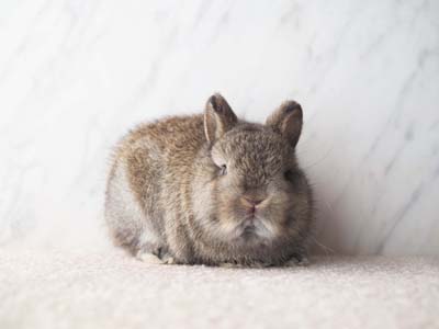 ベビーの紹介 - うさぎ星 - 大阪のうさぎ専門店